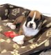 Gorgeous Boxer Puppies - 7 - Thumbnail