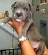 Staffordshire Bull Terrier Puppies Looking for New Homes - 0 - Thumbnail
