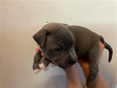 Staffordshire Bull Terrier Puppies Looking for New Homes - 2