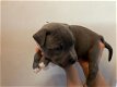 Staffordshire Bull Terrier Puppies Looking for New Homes - 2 - Thumbnail