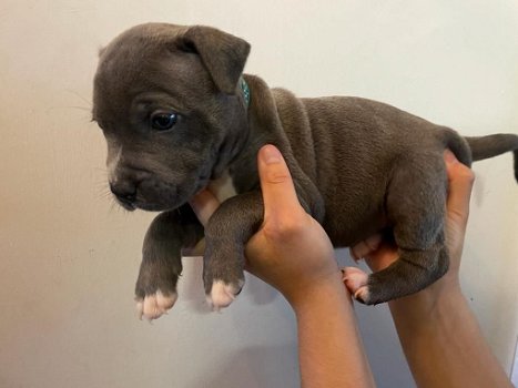 Staffordshire Bull Terrier Puppies Looking for New Homes - 3