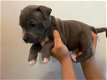 Staffordshire Bull Terrier Puppies Looking for New Homes - 3 - Thumbnail