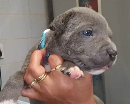 Staffordshire Bull Terrier Puppies Looking for New Homes - 4
