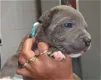 Staffordshire Bull Terrier Puppies Looking for New Homes - 4 - Thumbnail