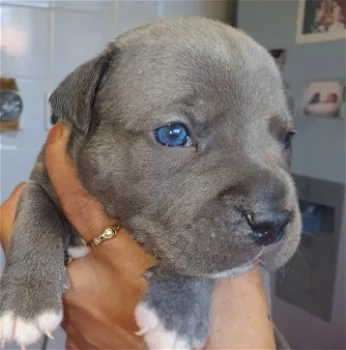 Staffordshire Bull Terrier Puppies Looking for New Homes - 5