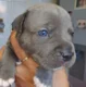 Staffordshire Bull Terrier Puppies Looking for New Homes - 5 - Thumbnail