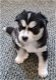 Stunning Siberian Husky Puppies - 0 - Thumbnail