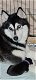 Stunning Siberian Husky Puppies - 1 - Thumbnail