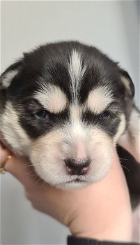 Stunning Siberian Husky Puppies - 2