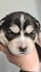 Stunning Siberian Husky Puppies - 2 - Thumbnail