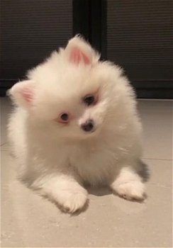 Quality Pomeranian Puppies - 0