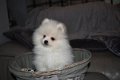 Quality Pomeranian Puppies - 1 - Thumbnail