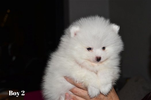 Quality Pomeranian Puppies - 2