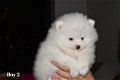 Quality Pomeranian Puppies - 2 - Thumbnail