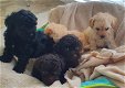 Beautiful Toy Poodles - 0 - Thumbnail