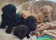 Beautiful Toy Poodles - 3 - Thumbnail