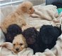 Beautiful Toy Poodles - 7 - Thumbnail