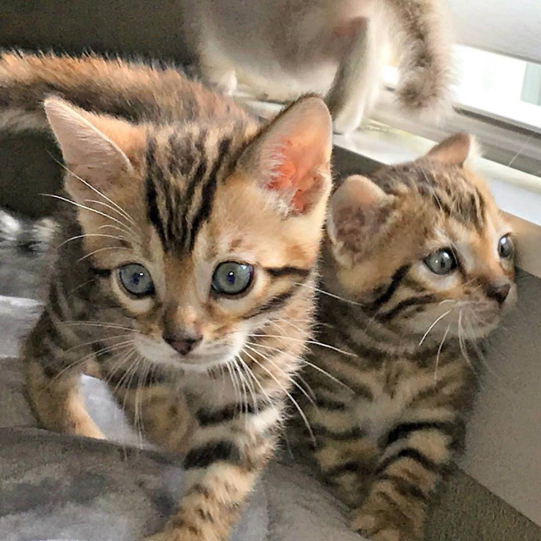 Bengaalse kittens voor goede huizen. - nr. 1