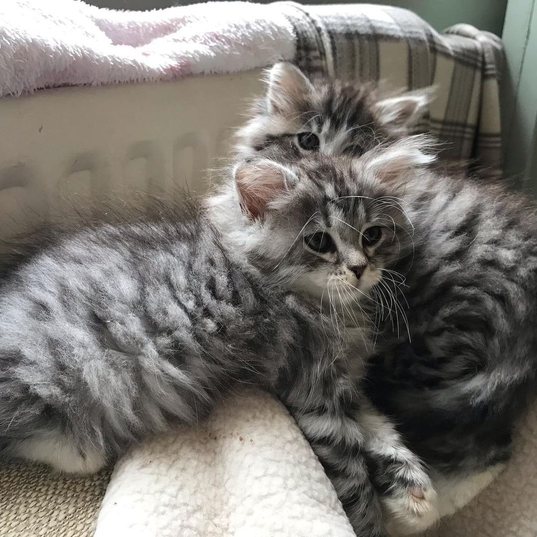 Schattige TICA geregistreerde Siberische kittens voor herplaatsing - nr. 1