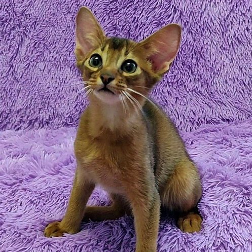 Abessijnse kittens voor adoptie - nr. 1
