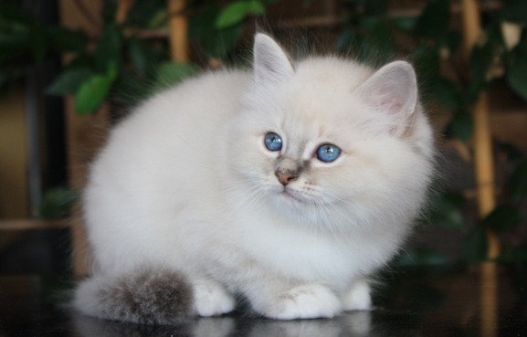Birman Kittens ter adoptie - nr. 1