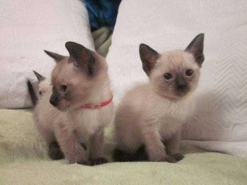 Siamese kittens ter adoptie - nr. 1