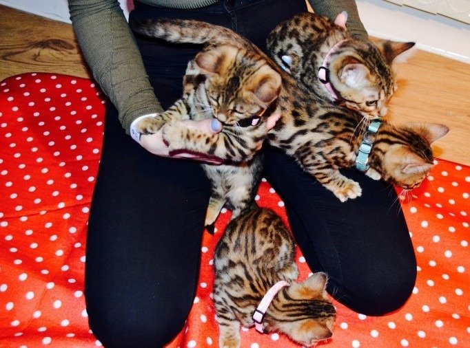 Bengaalse kittens klaar voor adoptie - nr. 1