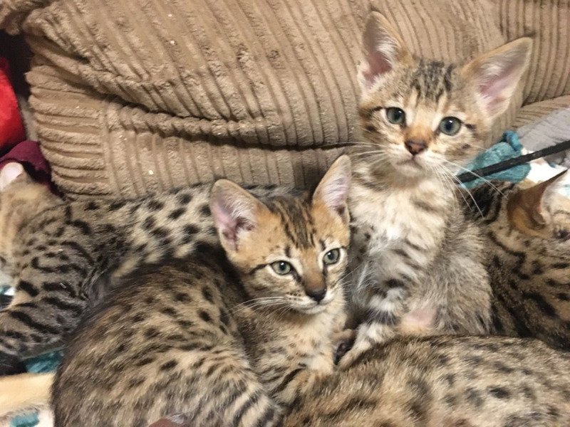 Savannah kittens ter adoptie - nr. 1