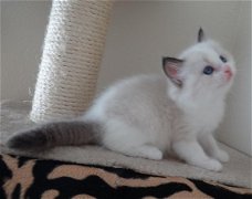 Uitstekende Ragdoll Kittens voor adoptie