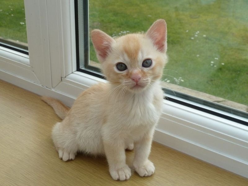 Birmese kittens ter adoptie - nr. 1