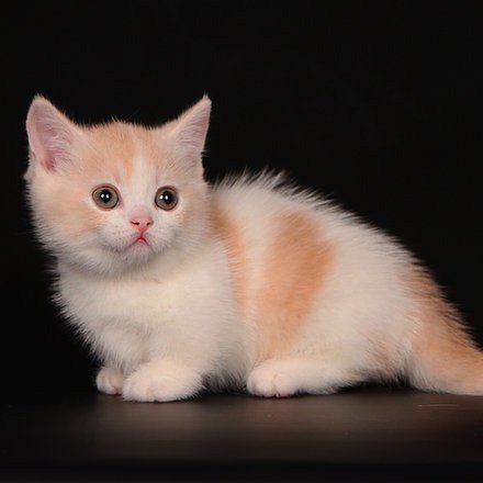 Uitstekende Munchkin-kittens voor adoptie - nr. 1