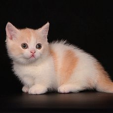 Uitstekende Munchkin-kittens voor adoptie