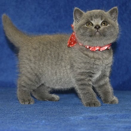 Uitstekende Britse kortharige kittens voor adoptie - nr. 1