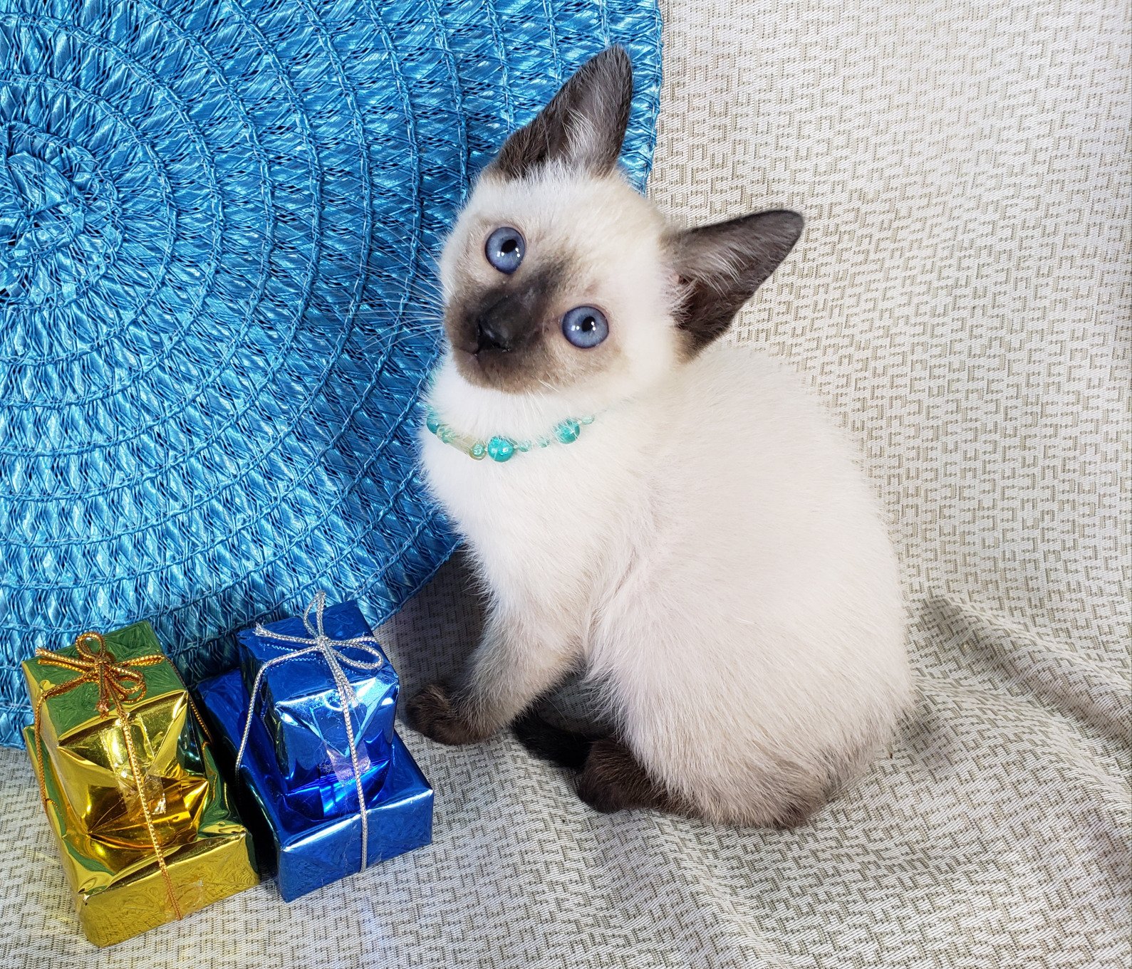Uitstekende Siamese Kittens voor adoptie - nr. 1