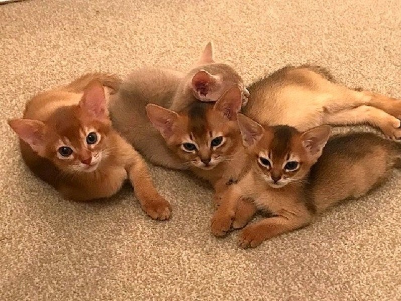 Abessijnse kittens voor adoptie - nr. 1