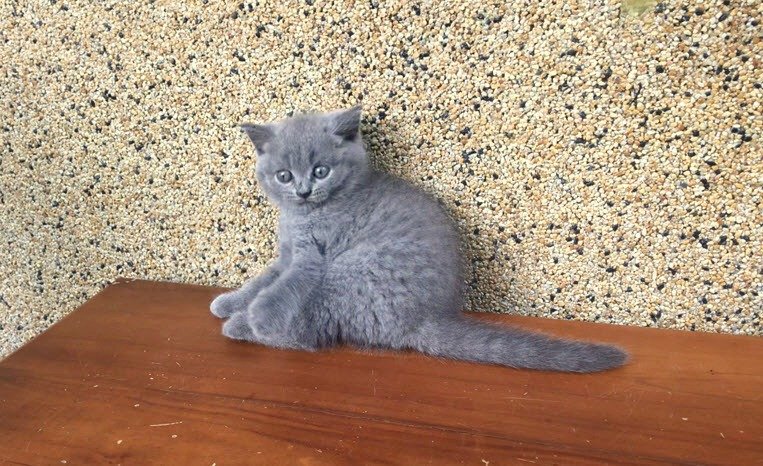 Blauwe Brits Korthaar kittens ter adoptie - nr. 1