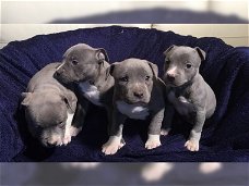 Supermooie pitbull terrier pups!