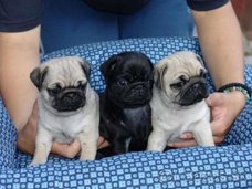 Mooie Mops Puppies