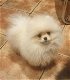 Purebread Pomeranian 3 STUNNING tiny Cream/white boys for sale - 0 - Thumbnail