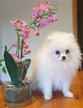 Purebread Pomeranian 3 STUNNING tiny Cream/white boys for sale - 1