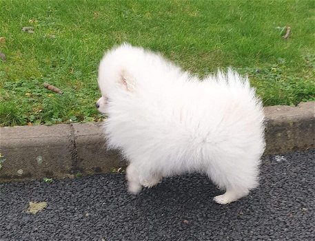 Purebread Pomeranian 3 STUNNING tiny Cream/white boys for sale - 2