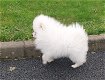 Purebread Pomeranian 3 STUNNING tiny Cream/white boys for sale - 2 - Thumbnail