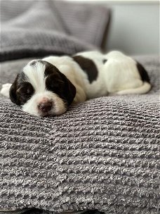 Springer spaniel 