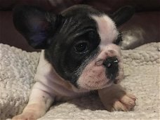 French bulldogs puppies 