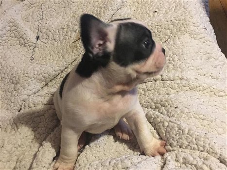 French bulldogs puppies - 1