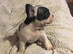 French bulldogs puppies - 1 - Thumbnail