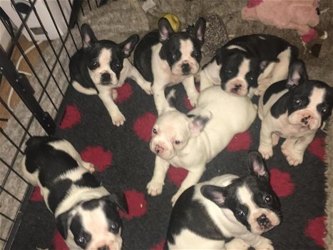French bulldogs puppies - 2