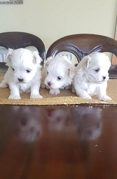 Maltese puppies - 0