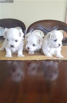 Maltese puppies 