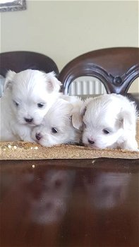 Maltese puppies - 1